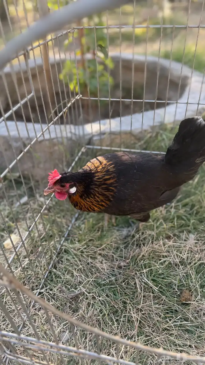 دجاجات أفرق 4