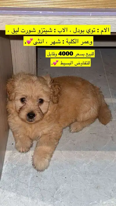 كلبة انثى للبيع index