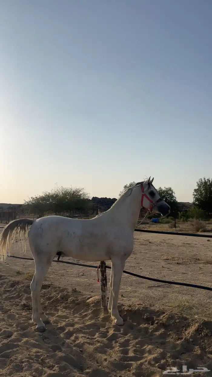 حصان ولد(عج دينار)للبيع 0