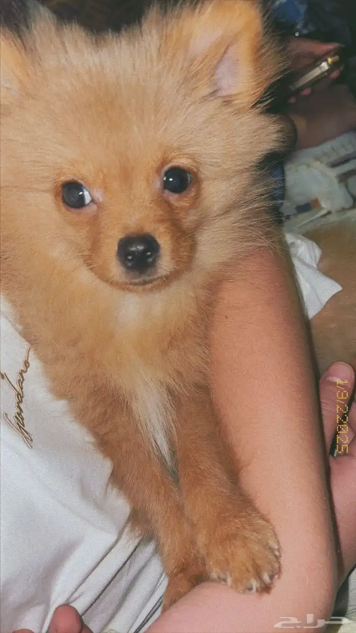 كلب بومرينيان ميني للبيع مرااا لعوب وتطعيمته كامله 2