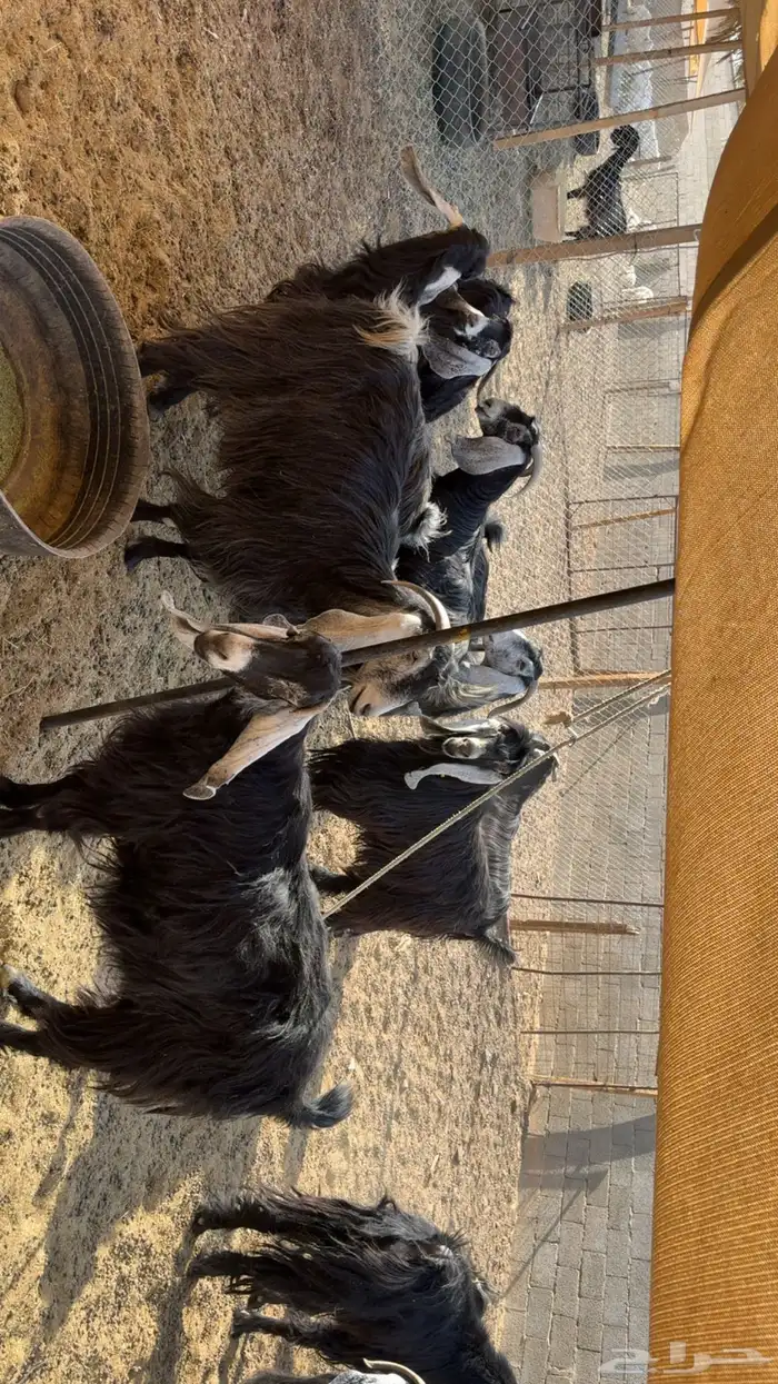 معزى عوارض طيبه بفحلها 3