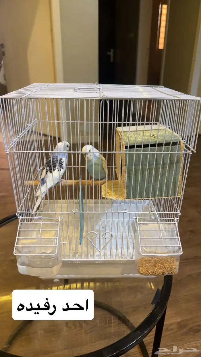 عصافير منزليه 0
