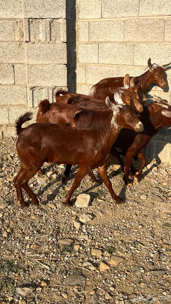 معزا دهم دبس ( تم البيع ) 9