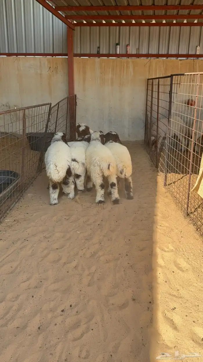 لباني نعيم العمر قريب 3 شهور 4 خرفان و2 رخال 1