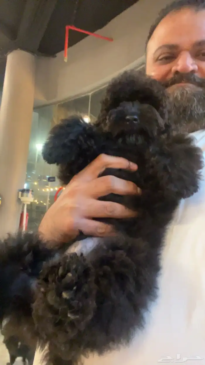 للبيع جرو بيور توي بودل مستوى عالي لون ملكي 11