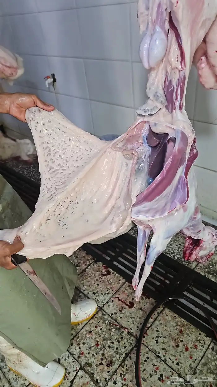 طليان حري وتيوس محايلي وسواكني 4