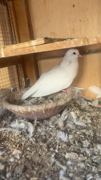 جوز صنعاني حجم صغير عداد index