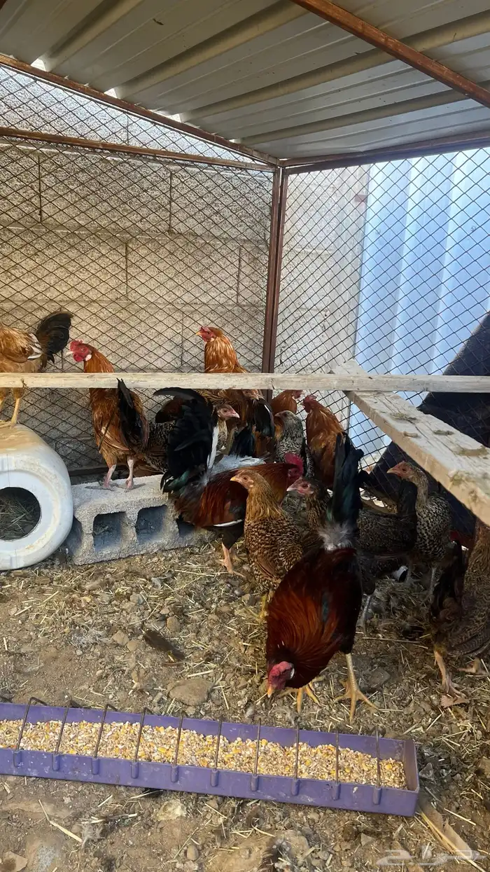 (دجاج بلدي ) 0