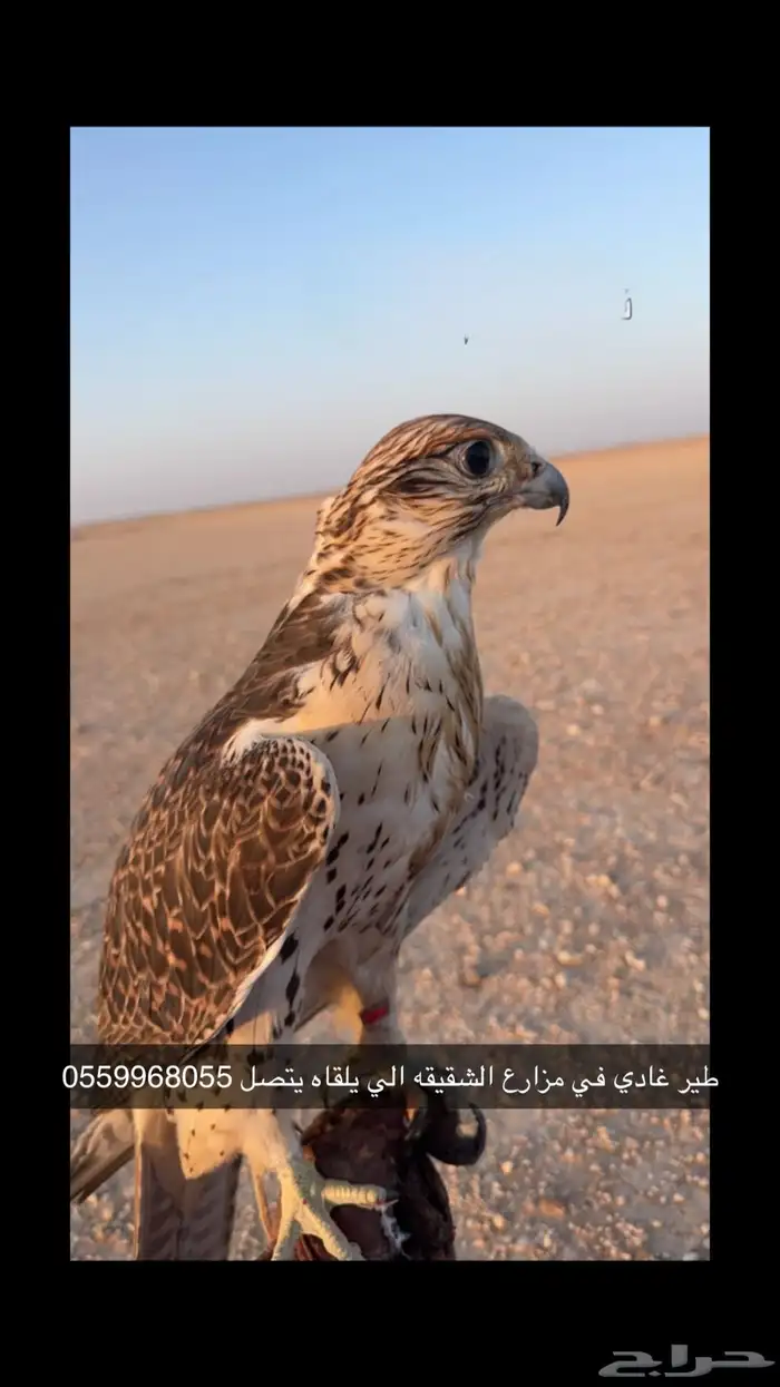 طير حر ضايع 0