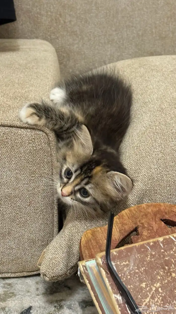 قطة شيرازي للبيع 3