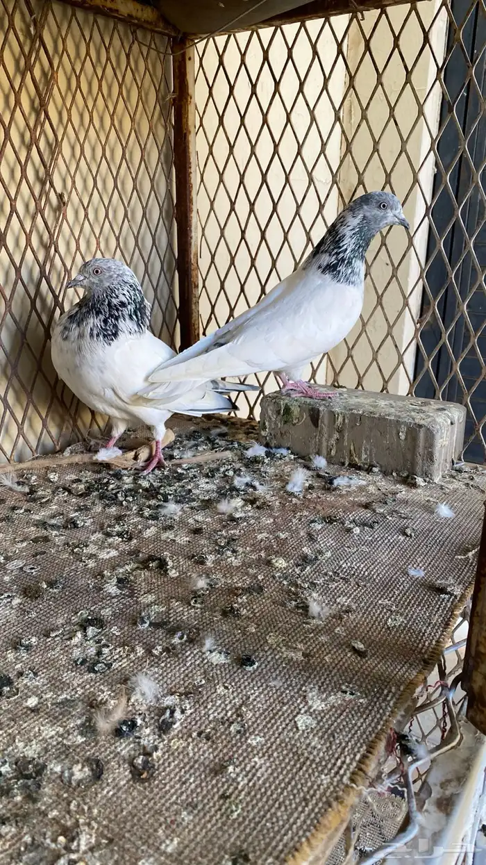 حمام بكستاني للبيع 3