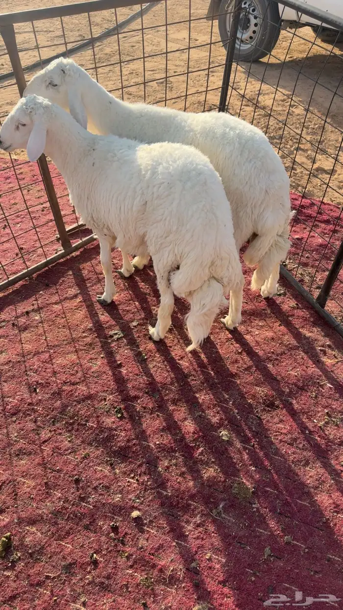 2 طليان حريه 1