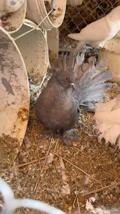 حمام رقاص أمريكي العدد 2 index