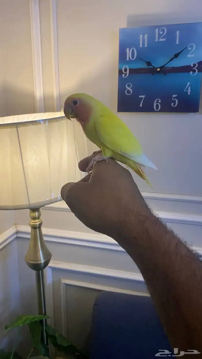 فرخ روز نهاية غر (( تم البيع خارج الموقع )) 0