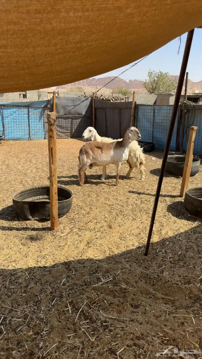 شياه دفيع فحص سونار 2