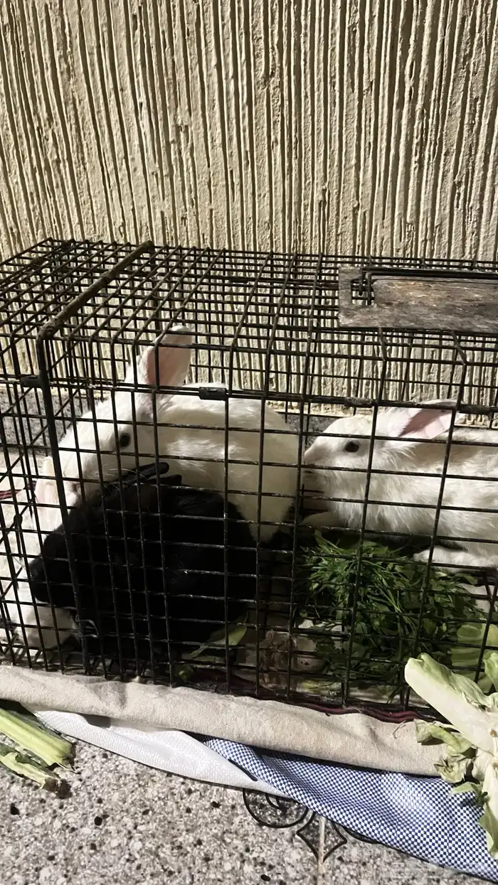 ارانب للبيع 1