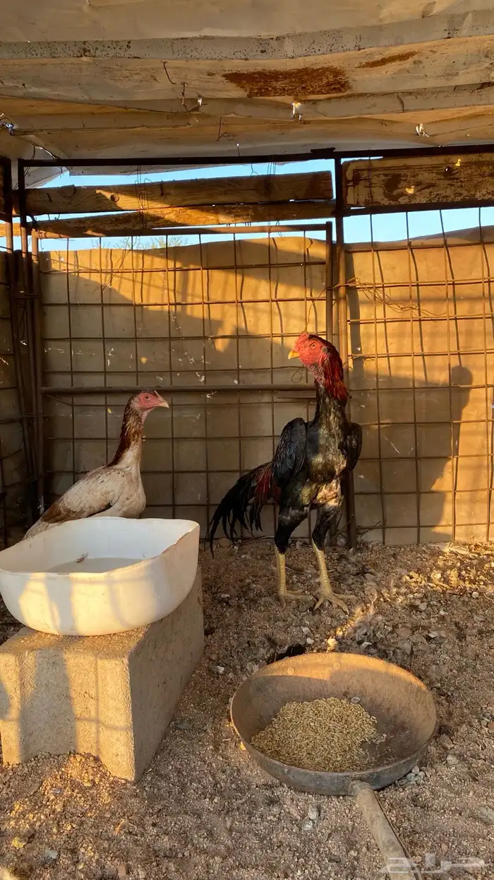 دجاجه وديك شامو 5