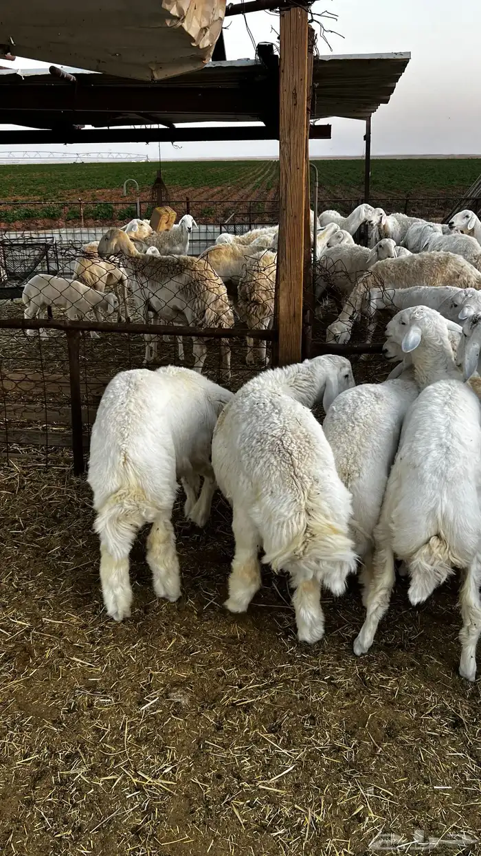 طليان حريات 0