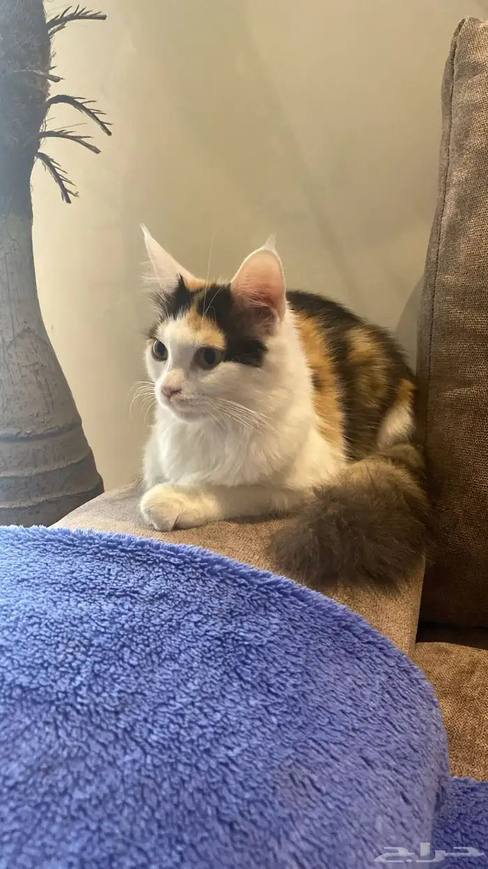 قطط للتبي المبرز 0