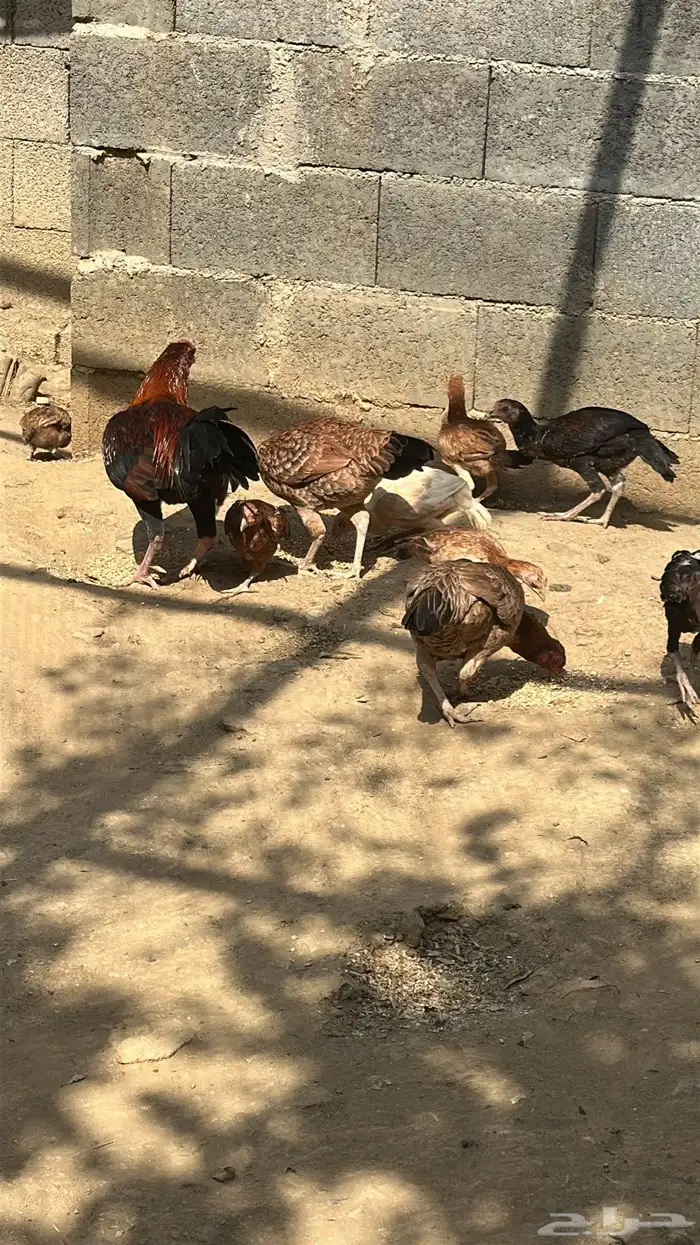 دجاج باكستاني 0