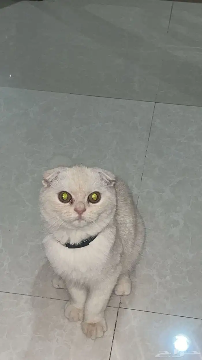 سكوتش فولد 0