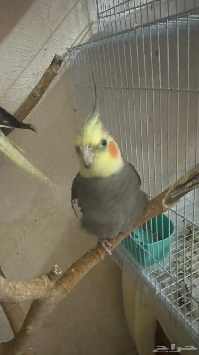 طيور كروان وروز للبيع مع القفص 1