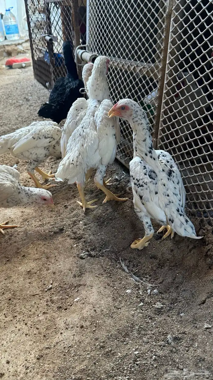 كوشامو القزم 2