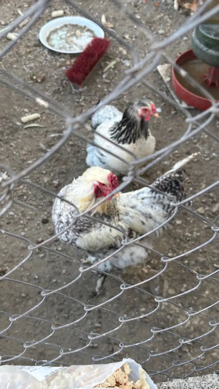 دجاج مسرول براهما 0