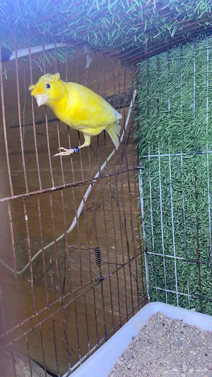 ذكر كناري تغريد( تم البيع) 3