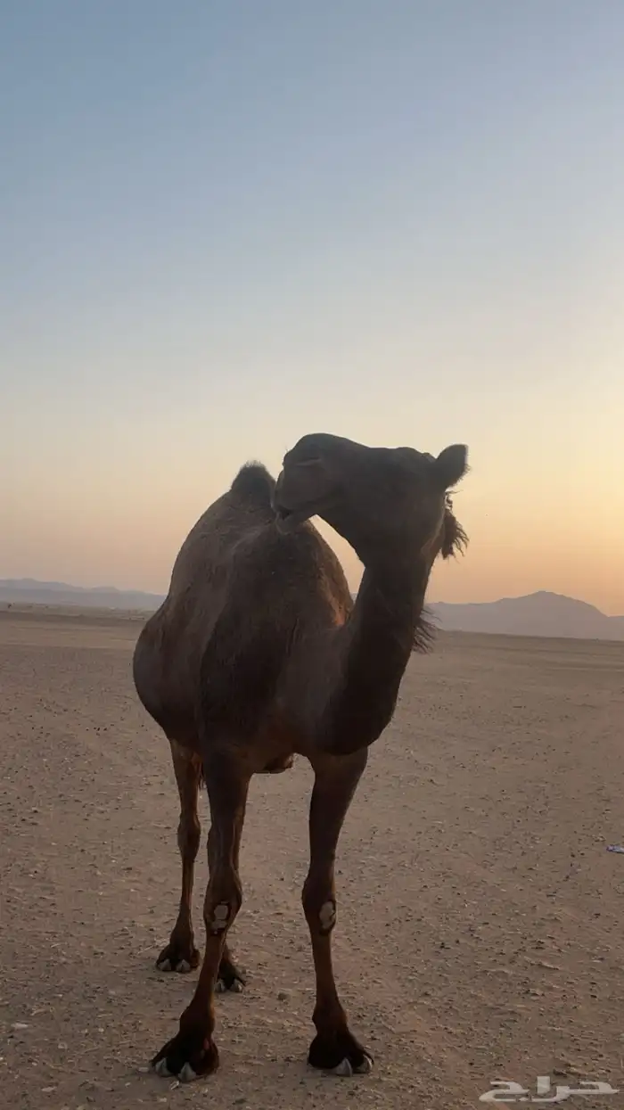 ناقتين ضرايب طيبه صفر 0