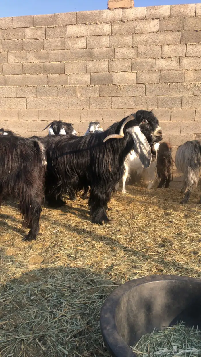 معزاء عوارض 2