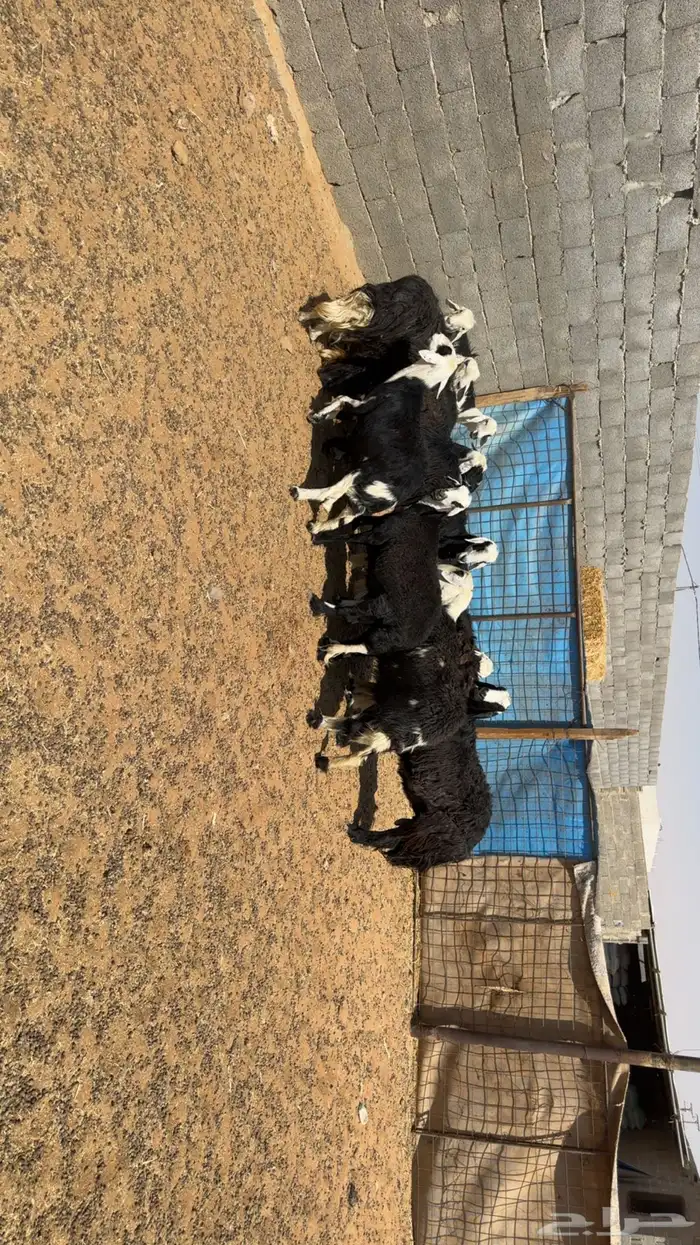 غنم دفيع ومقرعه 1