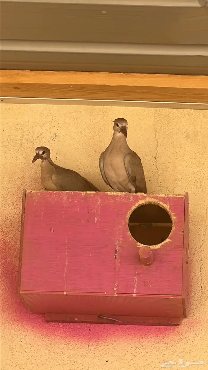 حمام هولندي او ياكريم له اسماء كثيره 3