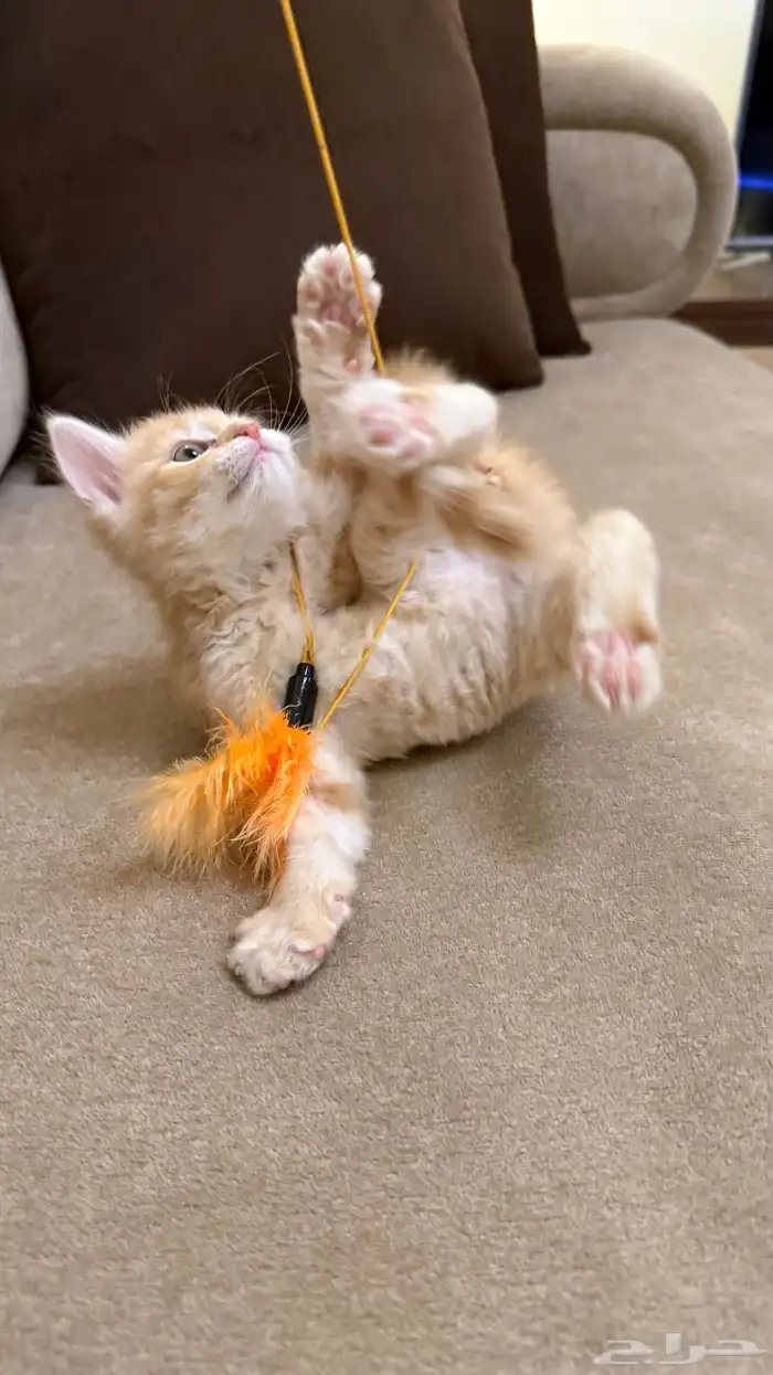 قطة سكوتش انثى للبيع 0