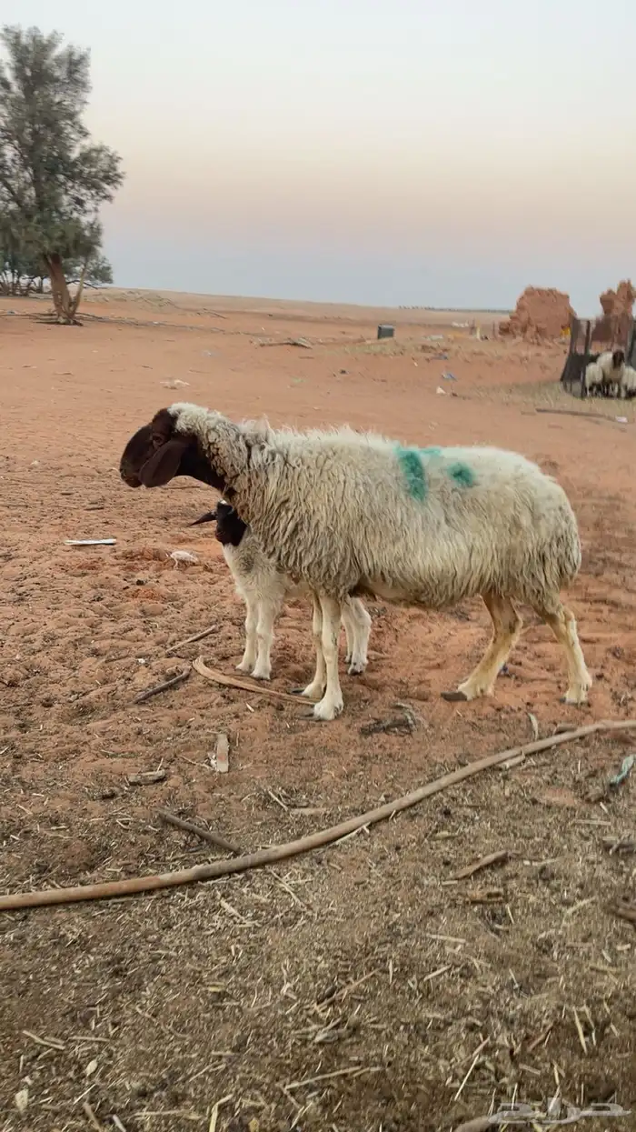 للبيع عنز متوم و نعجه والد 1