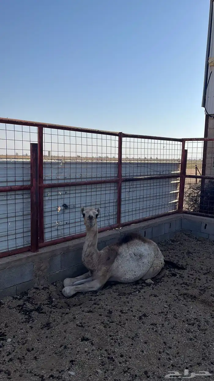 حوار للبيع 7