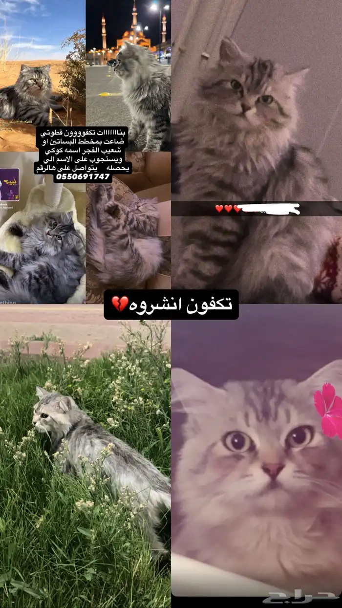 قط ضايع بمخطط البساتين الي يلقاه يتواصل معنا 0