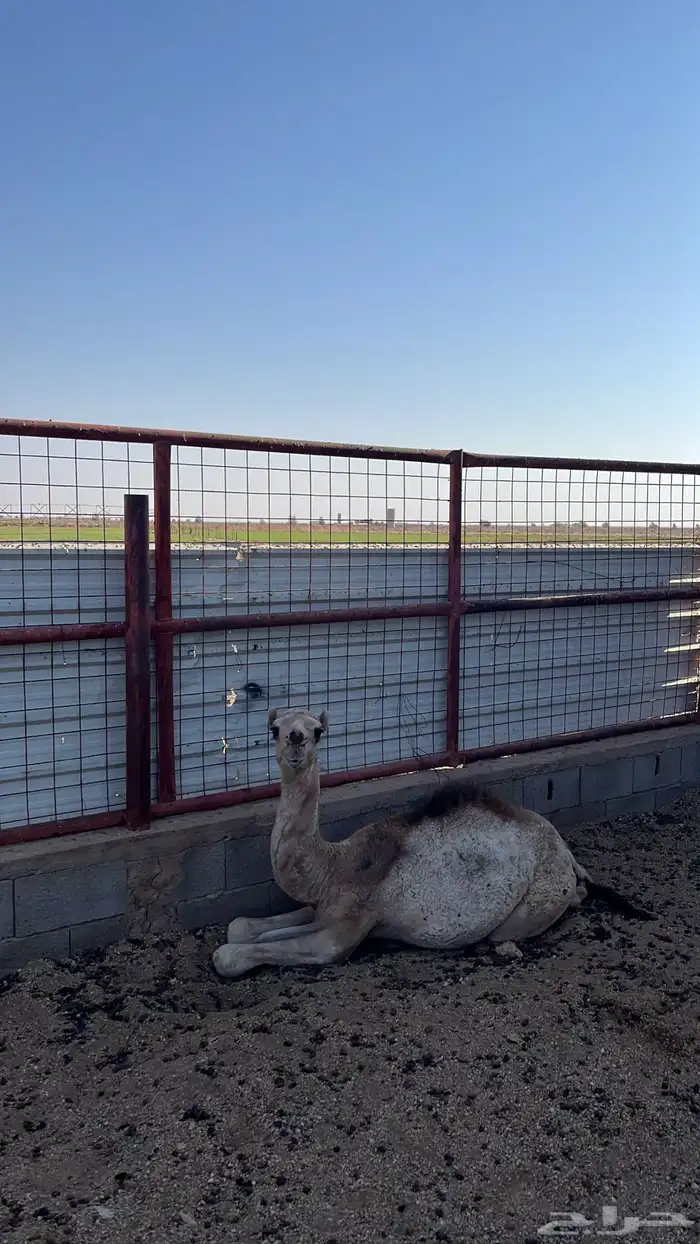 حوار للبيع 4