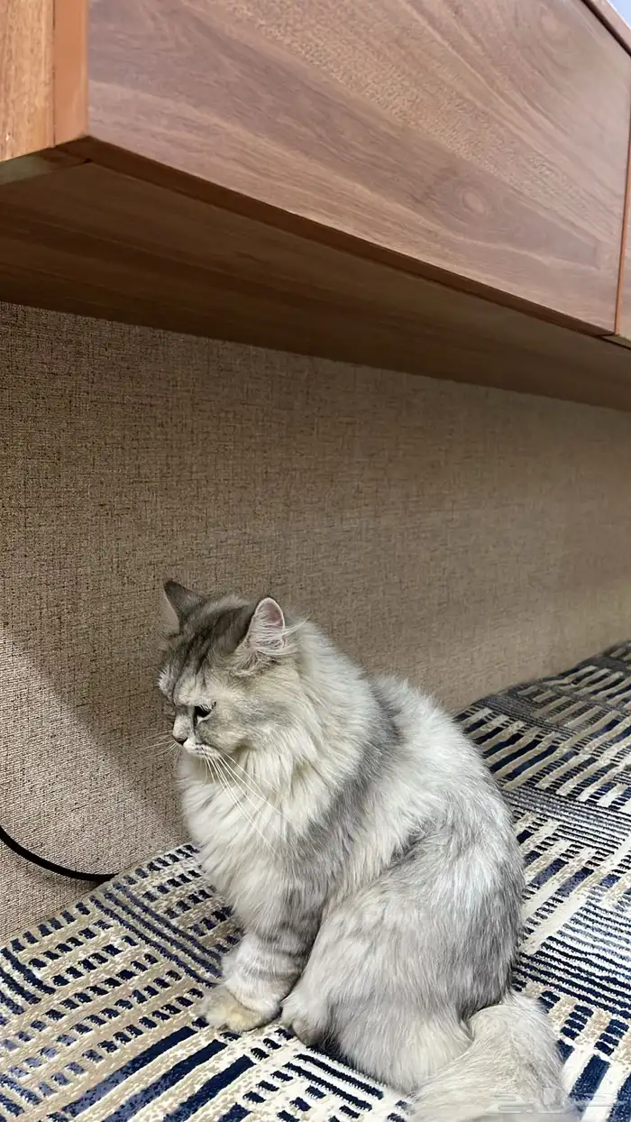 قطه شيرازيه للبيع 1