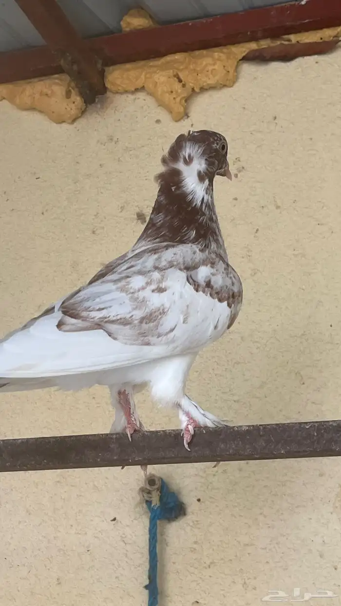 حمام زينه 10 حبات ب110 ريال 2