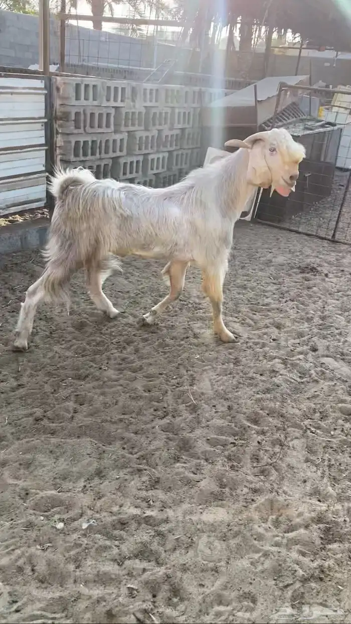 تيس فحل مشروك 0