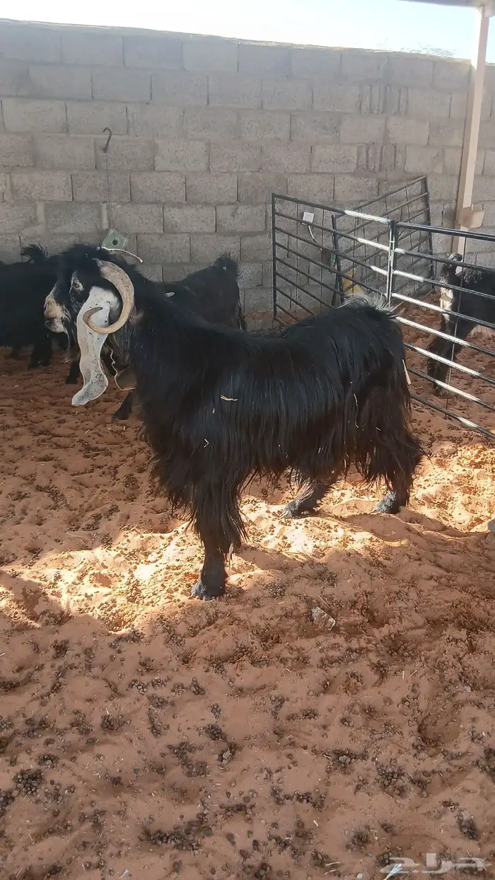 تبس عارضي للبيع 2