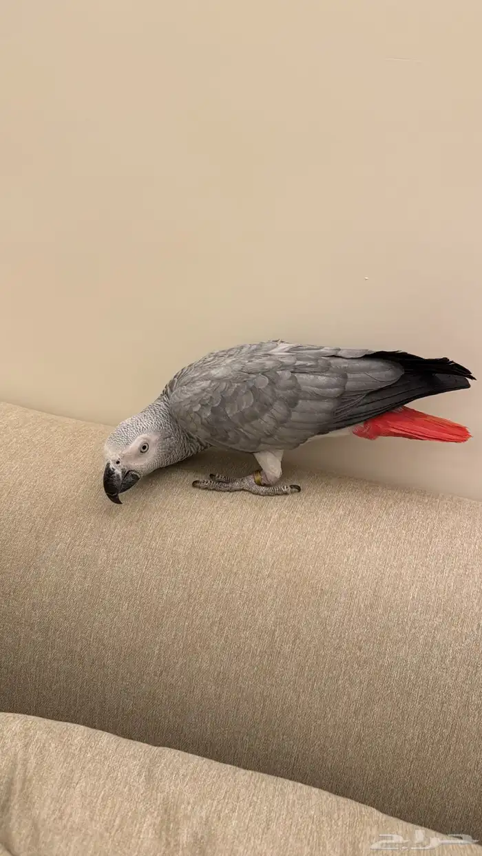 كاسكو متكلم واليف 1