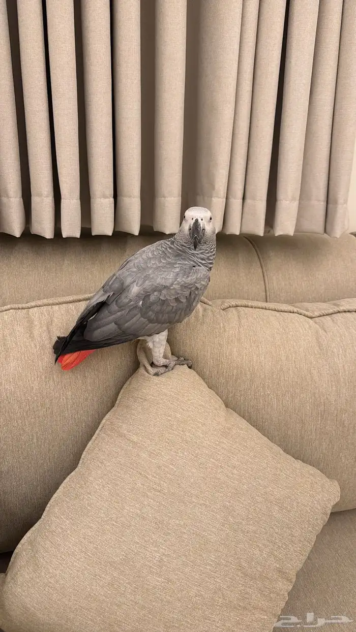 كاسكو متكلم واليف 2