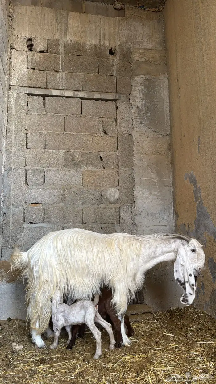 عنز مشروكه لهل الصنف جبرره ( ناهييه ) تحتها تيس وجفره 0