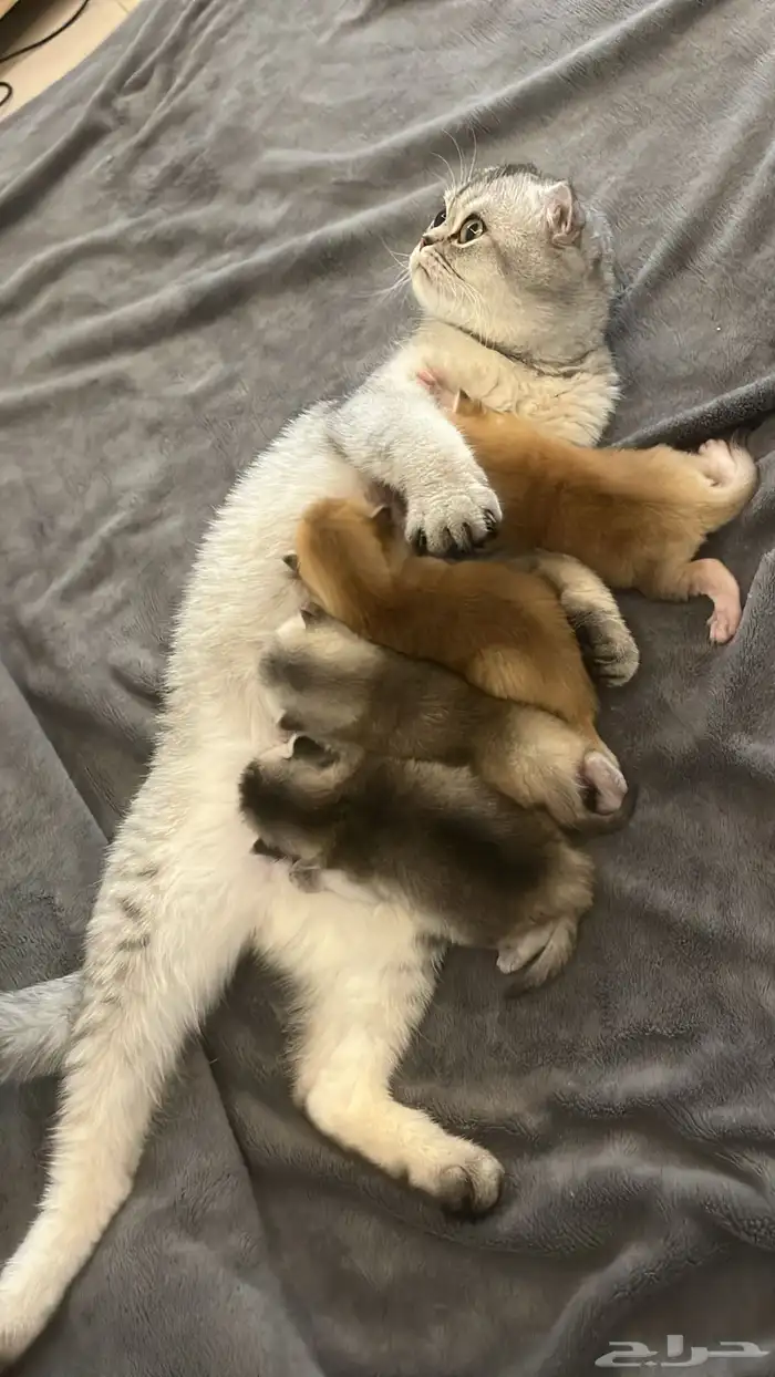 قطه سكوتش فولد تربل 0