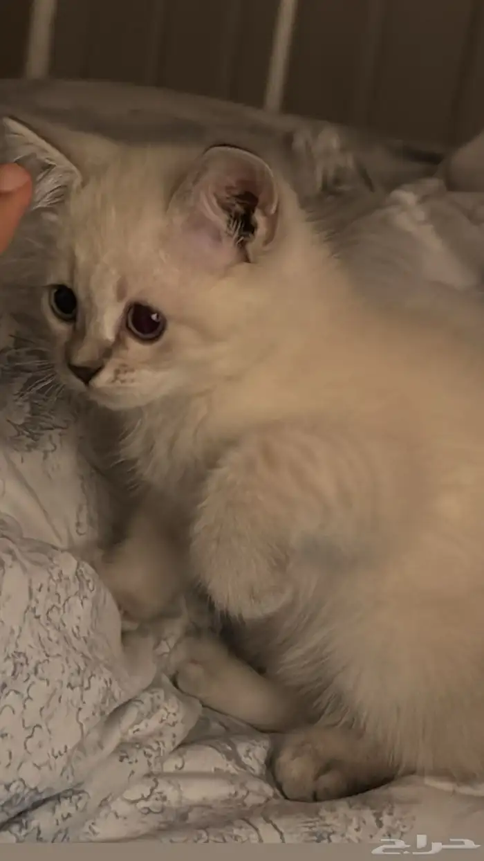 قطه كتن للبيع 0