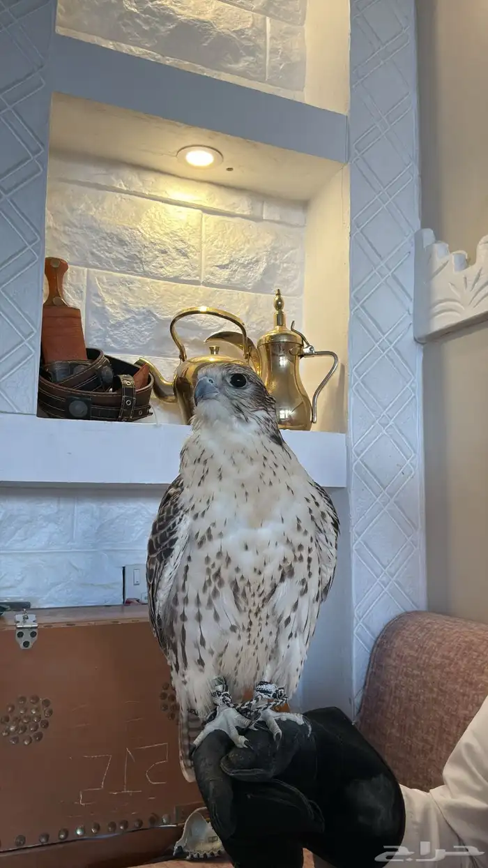 طير حر مثلوث 1