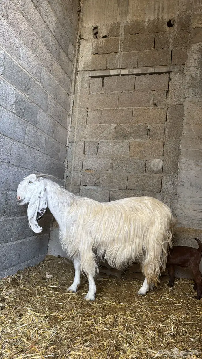 عنز مشروكه لهل الصنف جبرره ( ناهييه ) تحتها تيس وجفره 1