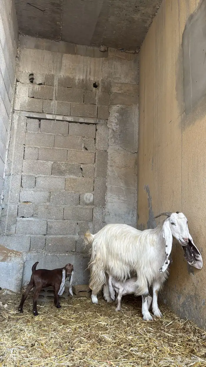 عنز مشروكه لهل الصنف جبرره ( ناهييه ) تحتها تيس وجفره 2